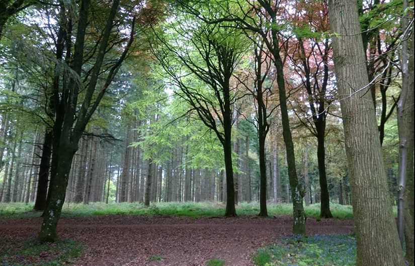 Woods