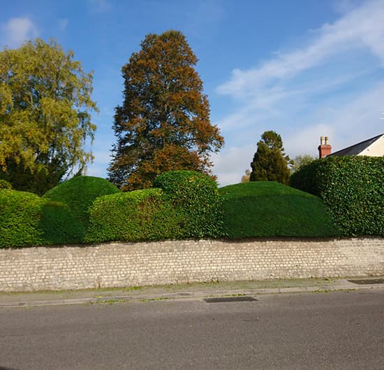 Hedge Cutting