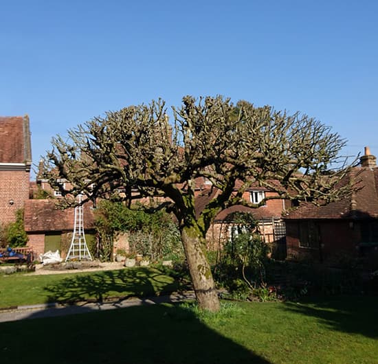 Pruning